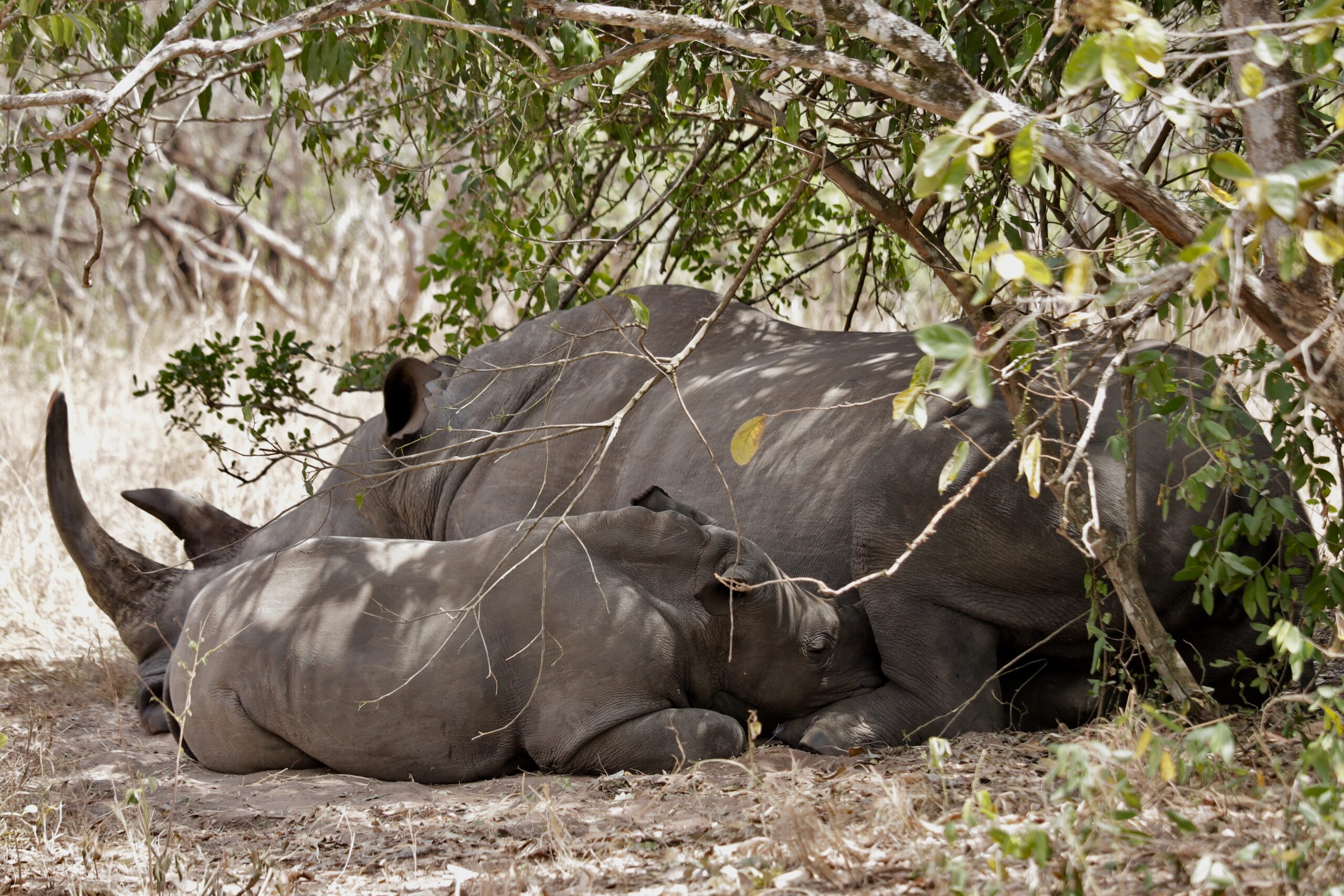 Ajai Wildlife Reserve: The Lost Rhino Kingdom of Uganda’s West Nile  
