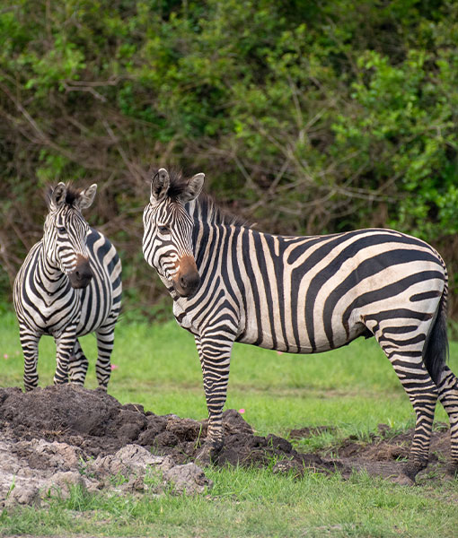 Lake Mburo National Park