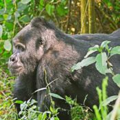 Mountain Gorillas