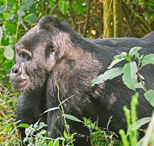 Mgahinga Gorilla National Park