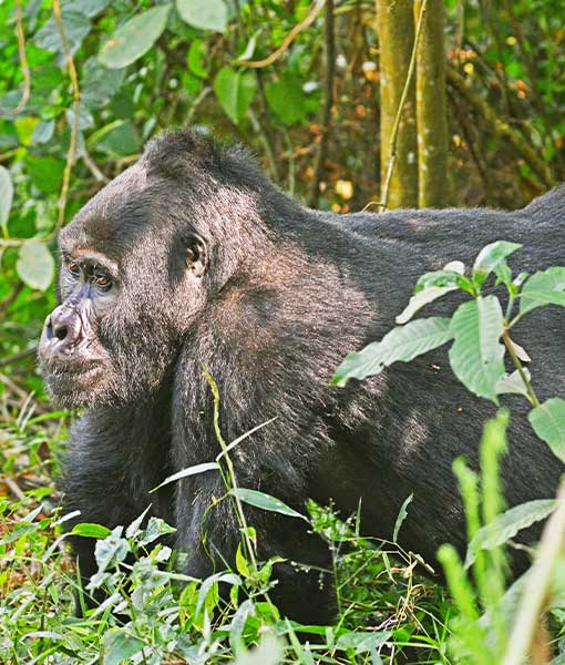 Mgahinga Gorilla National Park