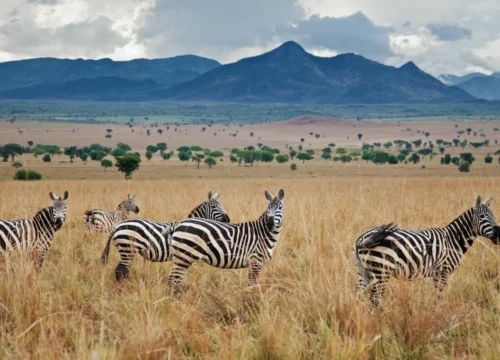 Kidepo Valley National Park