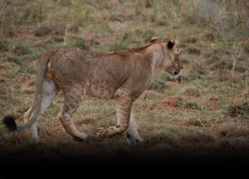 Budget Murchison Falls Safari – 4 Days