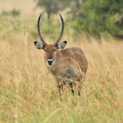 Best Luxury African Safari Tours