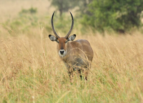 Best Luxury African Safari Tours