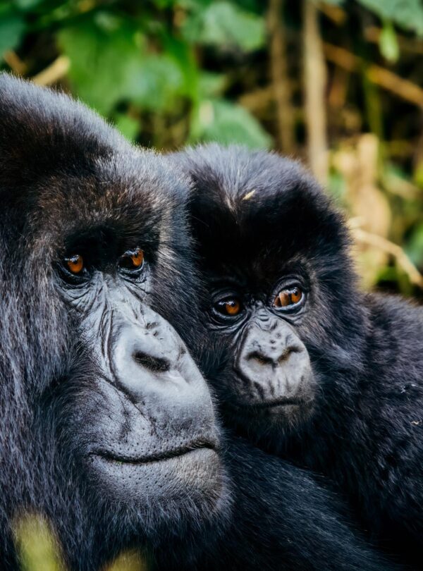 Bwindi Impenetrable Forest National Park