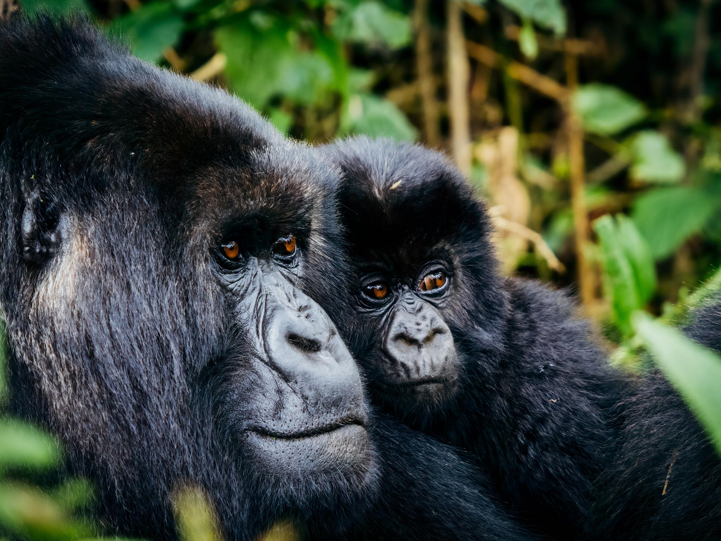 Bwindi Impenetrable Forest National Park