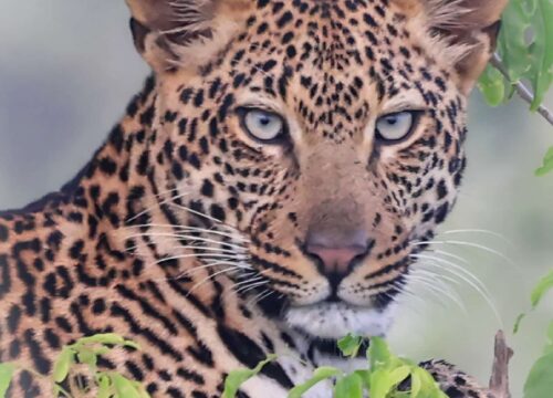 Budget Murchison Falls Safari – 4 Days