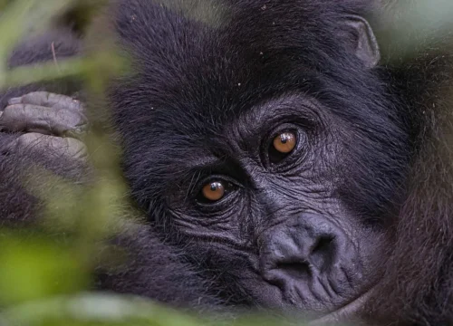 Tour Uganda Gorilla
