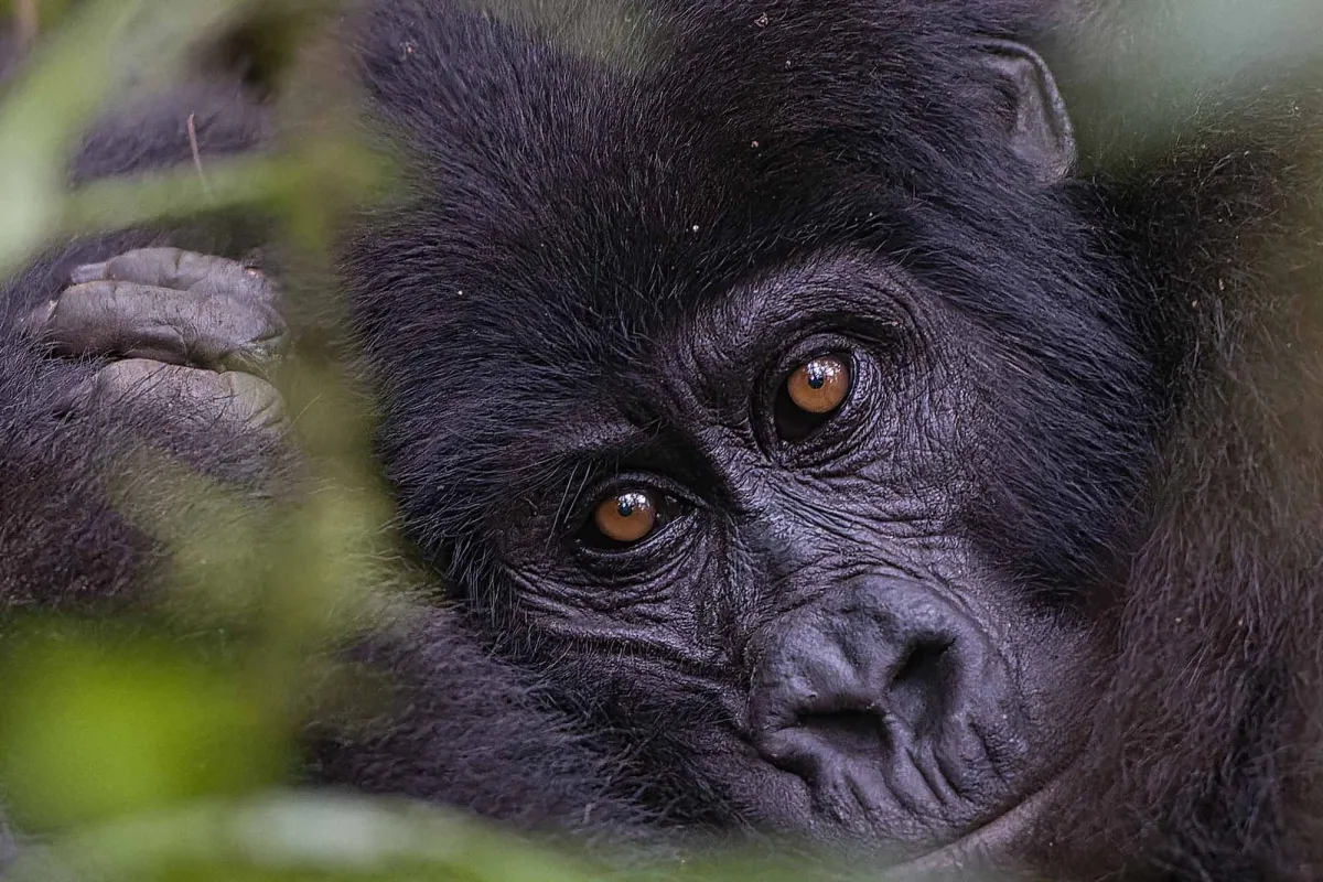 Tour Uganda Gorilla