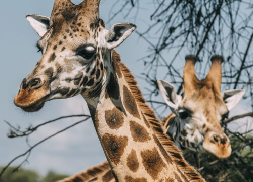 Family Tour in Rwanda