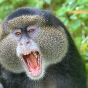 Volcanoes National Park