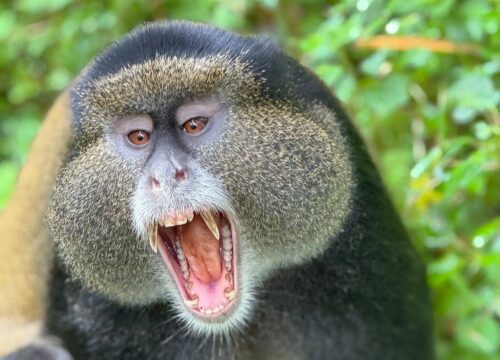 Volcanoes National Park