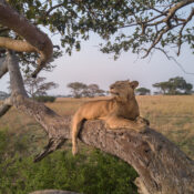 Safest African Country for Safari