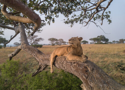 Safest African Country for Safari