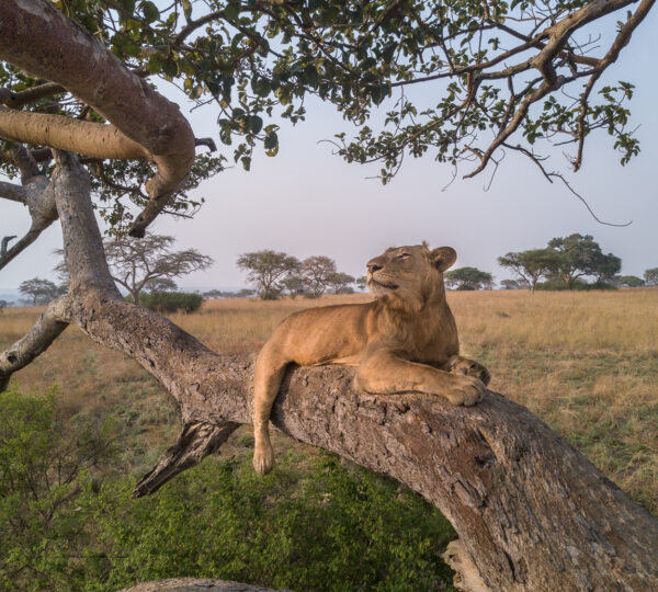 Premium Flying Safari