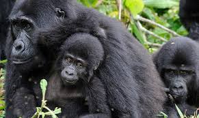 Affordable Tours in Uganda