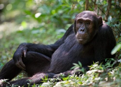 Nyungwe Forest National Park
