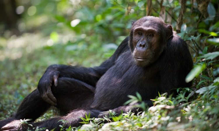 Nyungwe Forest National Park