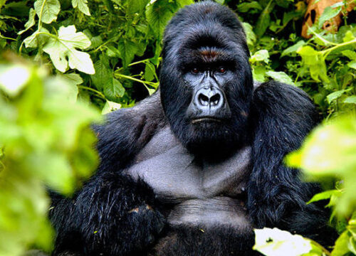 Rwanda Classic Safari