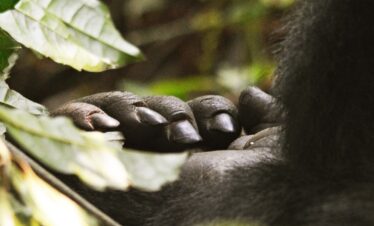 3 Day Bwindi Gorilla Trekking Safari
