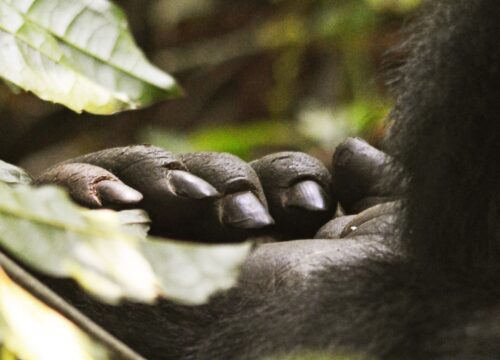 3 Day Bwindi Gorilla Trekking Safari