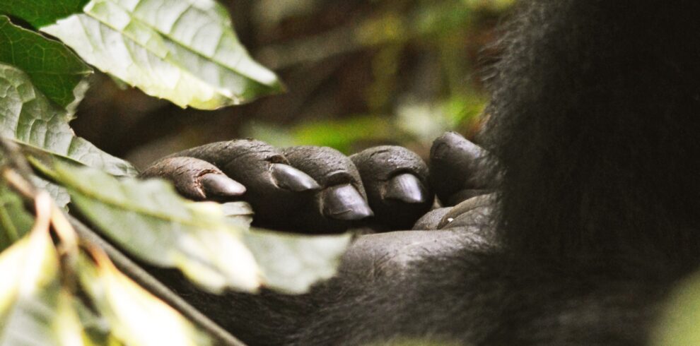3 Day Bwindi Gorilla Trekking Safari