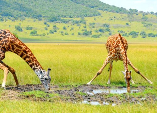 Akagera National Park