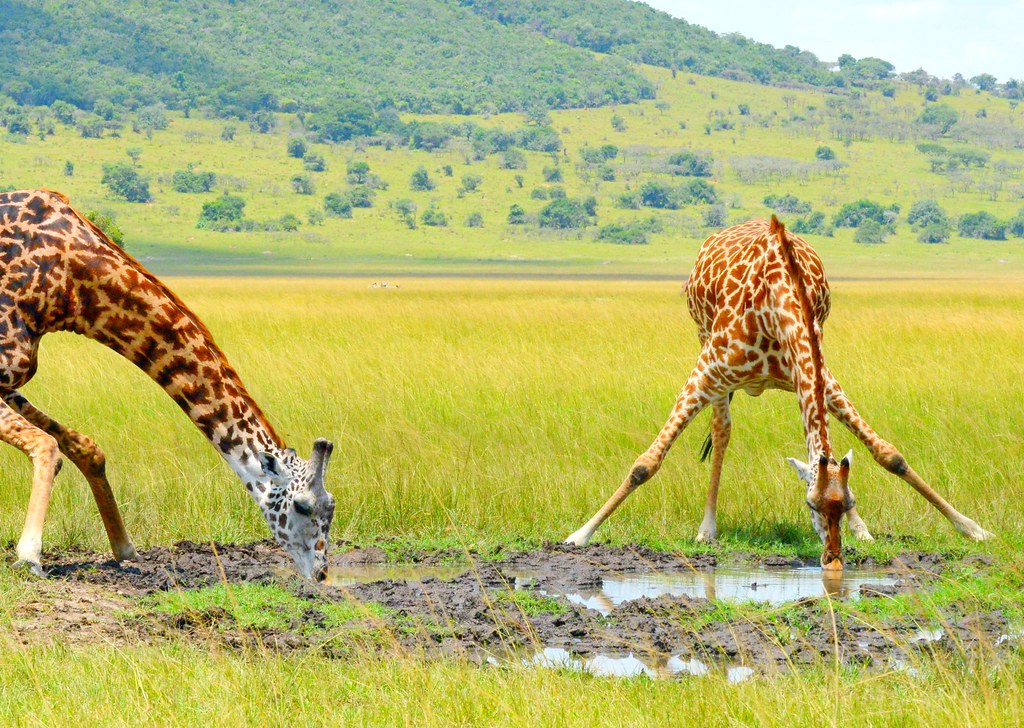 Akagera National Park