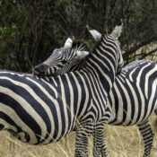 Africa Tour on Budget