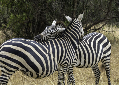 Africa Tour on BudgetÂ