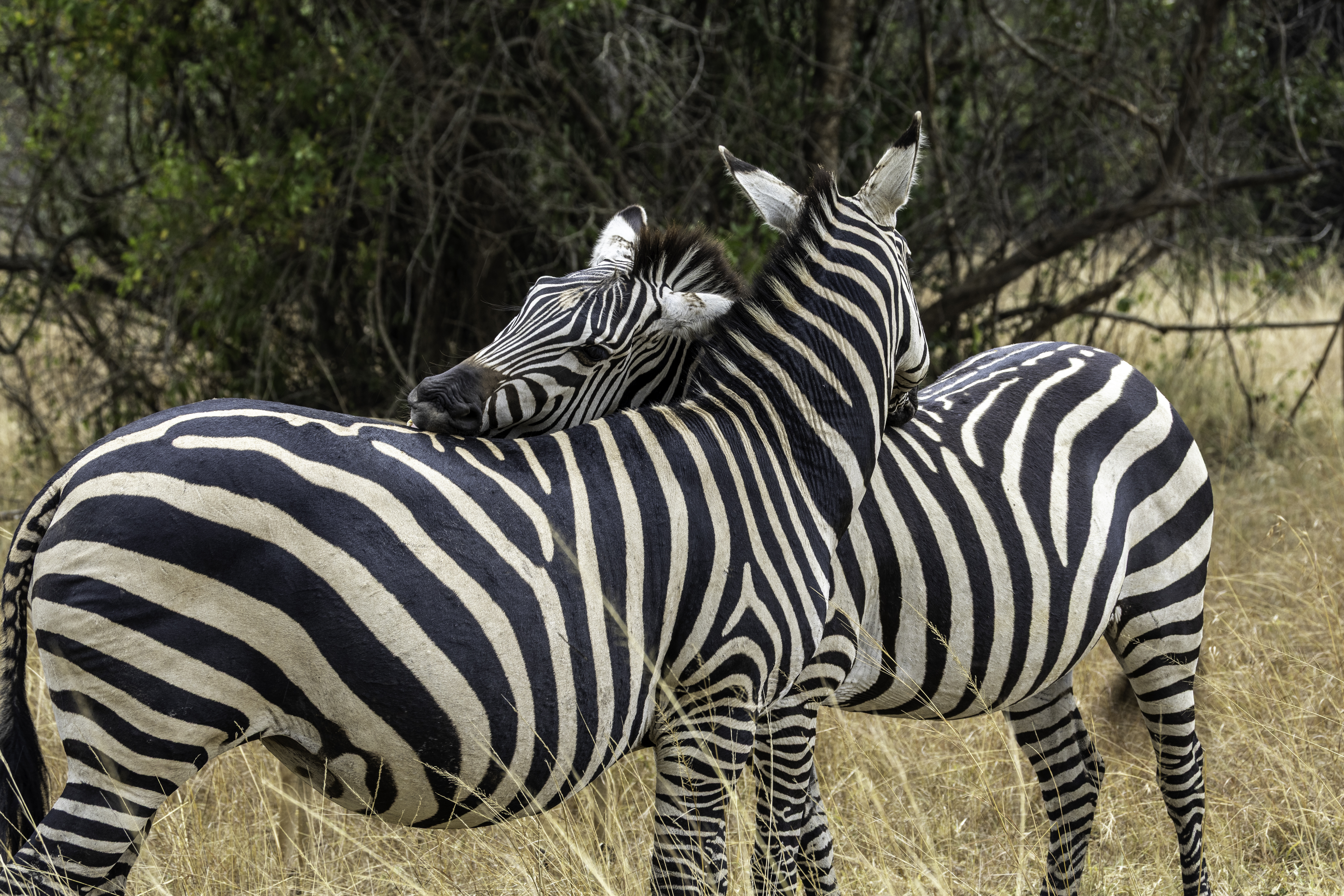 Africa Tour on Budget