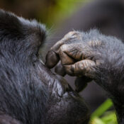 Gorilla Trekking Rwanda