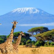 Kenya Safari Packages