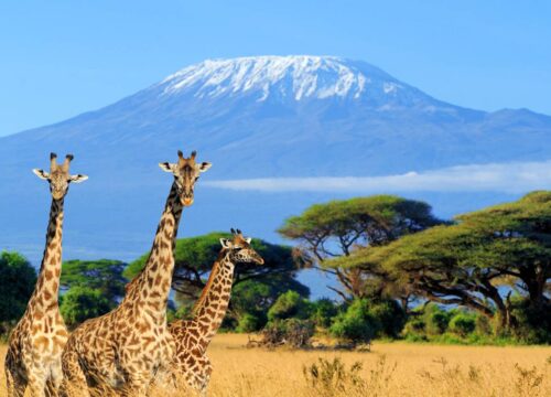 Kenya Safari Packages