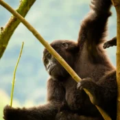 Gorilla Excursion in Rwanda