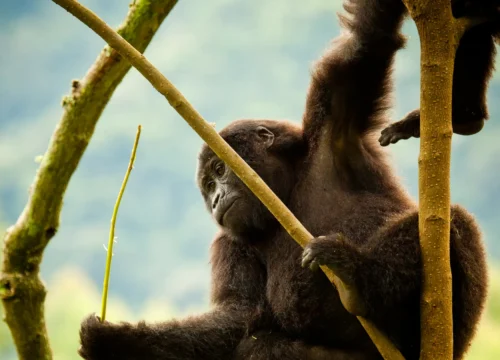 Gorilla Excursion in Rwanda