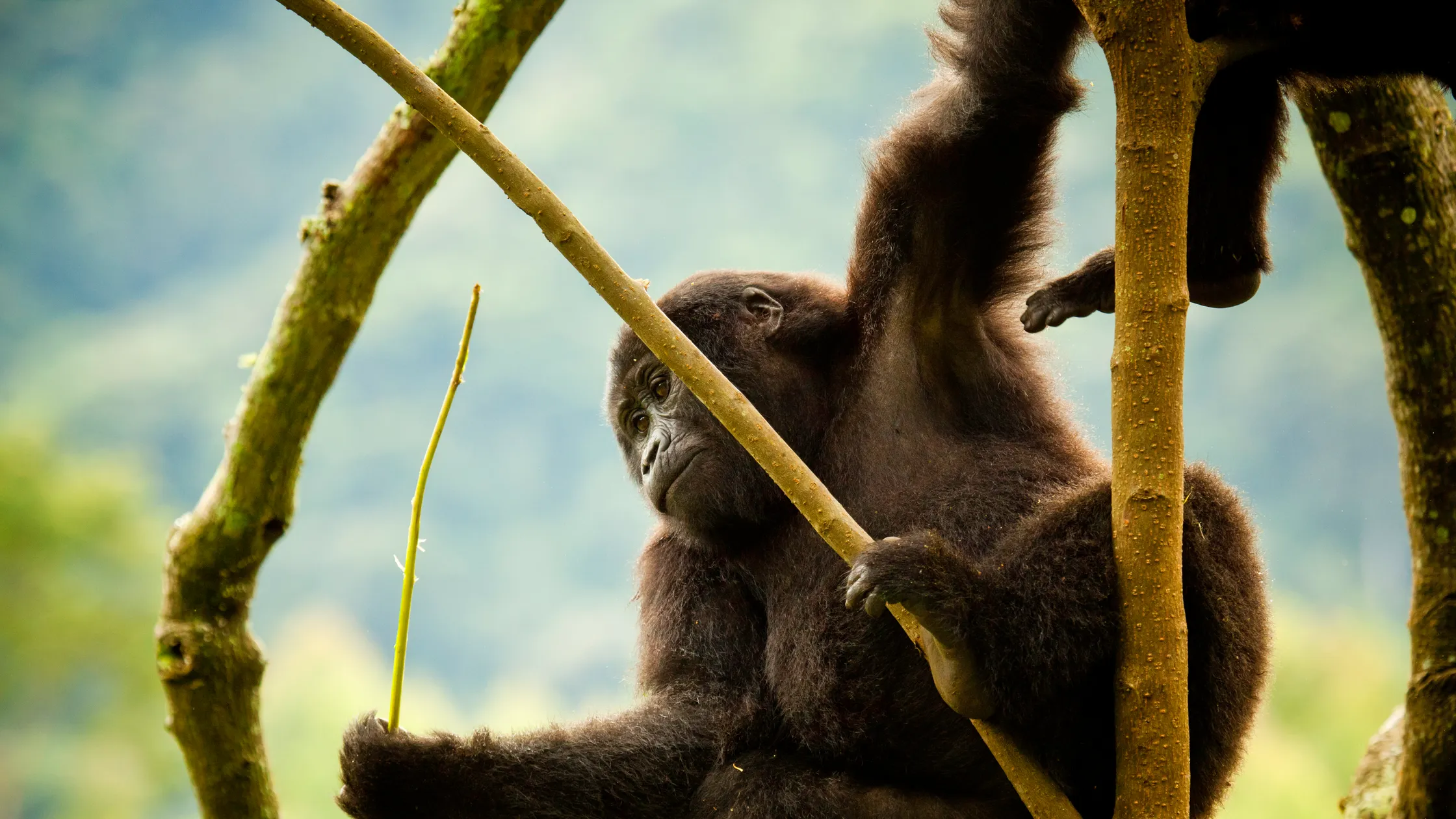 Gorilla Excursion in Rwanda