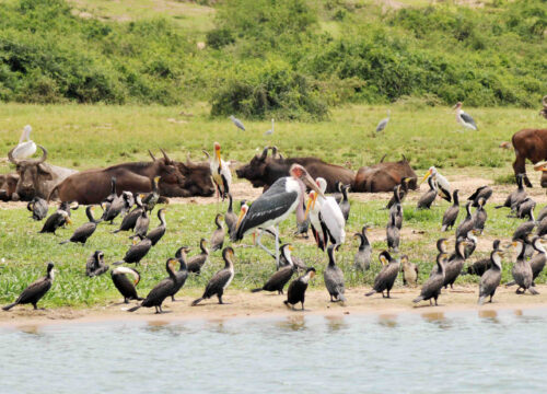 Kazinga Channel