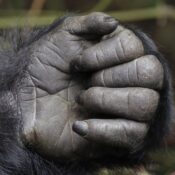 How Strong Is a Mountain Gorilla?