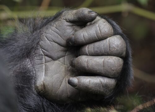 How Strong Is a Mountain Gorilla?