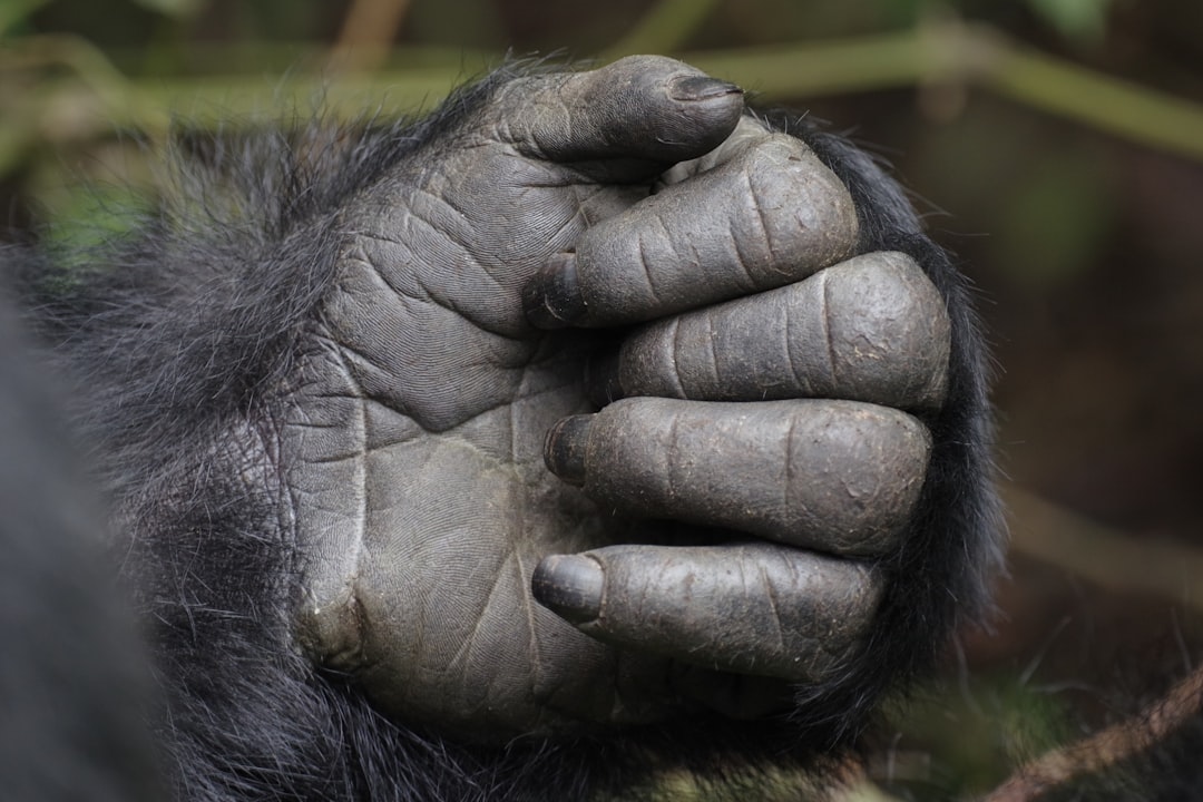 How Strong Is a Mountain Gorilla?