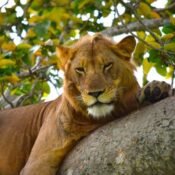 Affordable Uganda Rwanda Safari