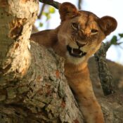 African Private Safari