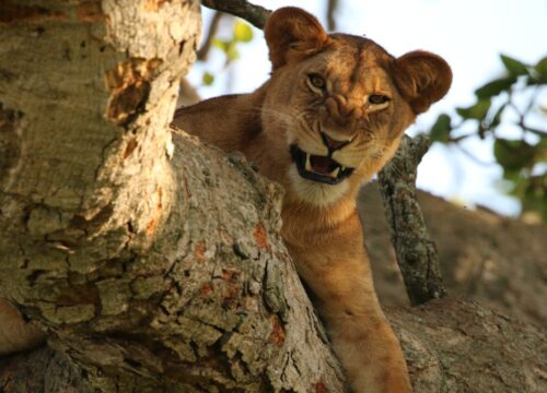 African Private Safari