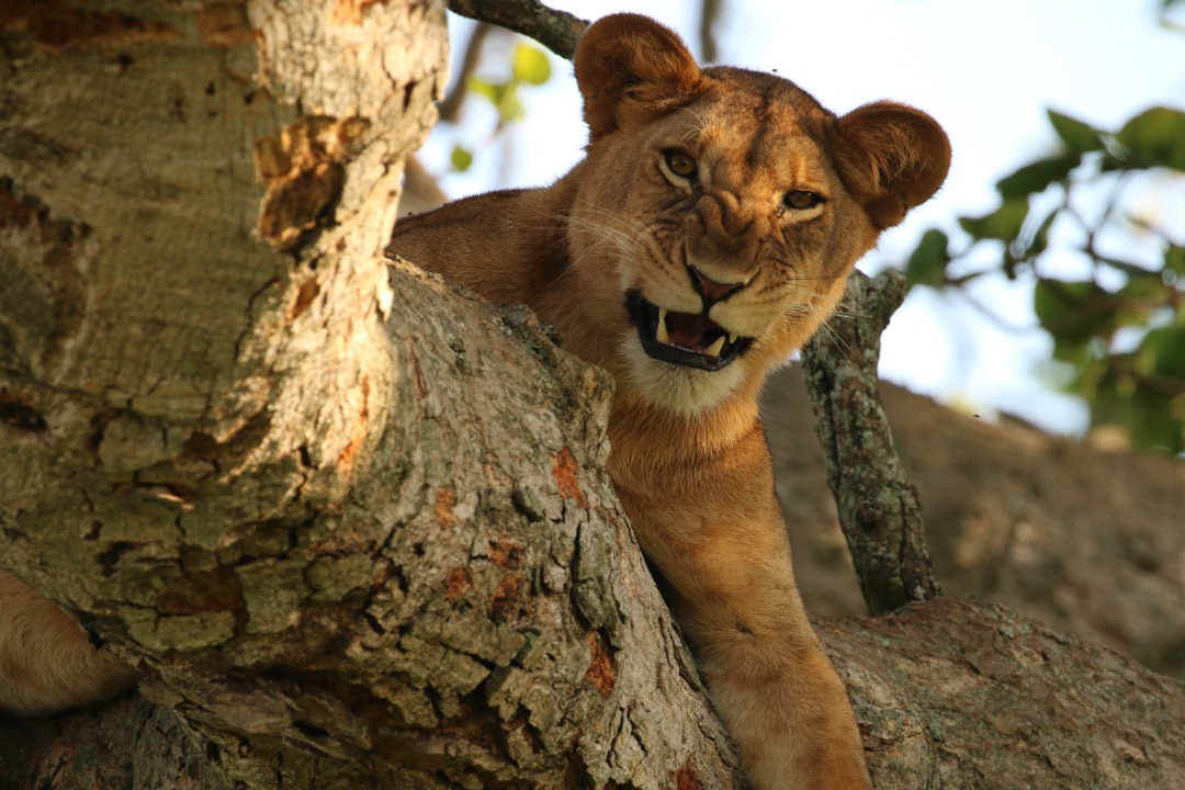 African Private Safari