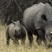 African Luxury Tours