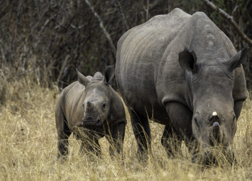 African Luxury Tours