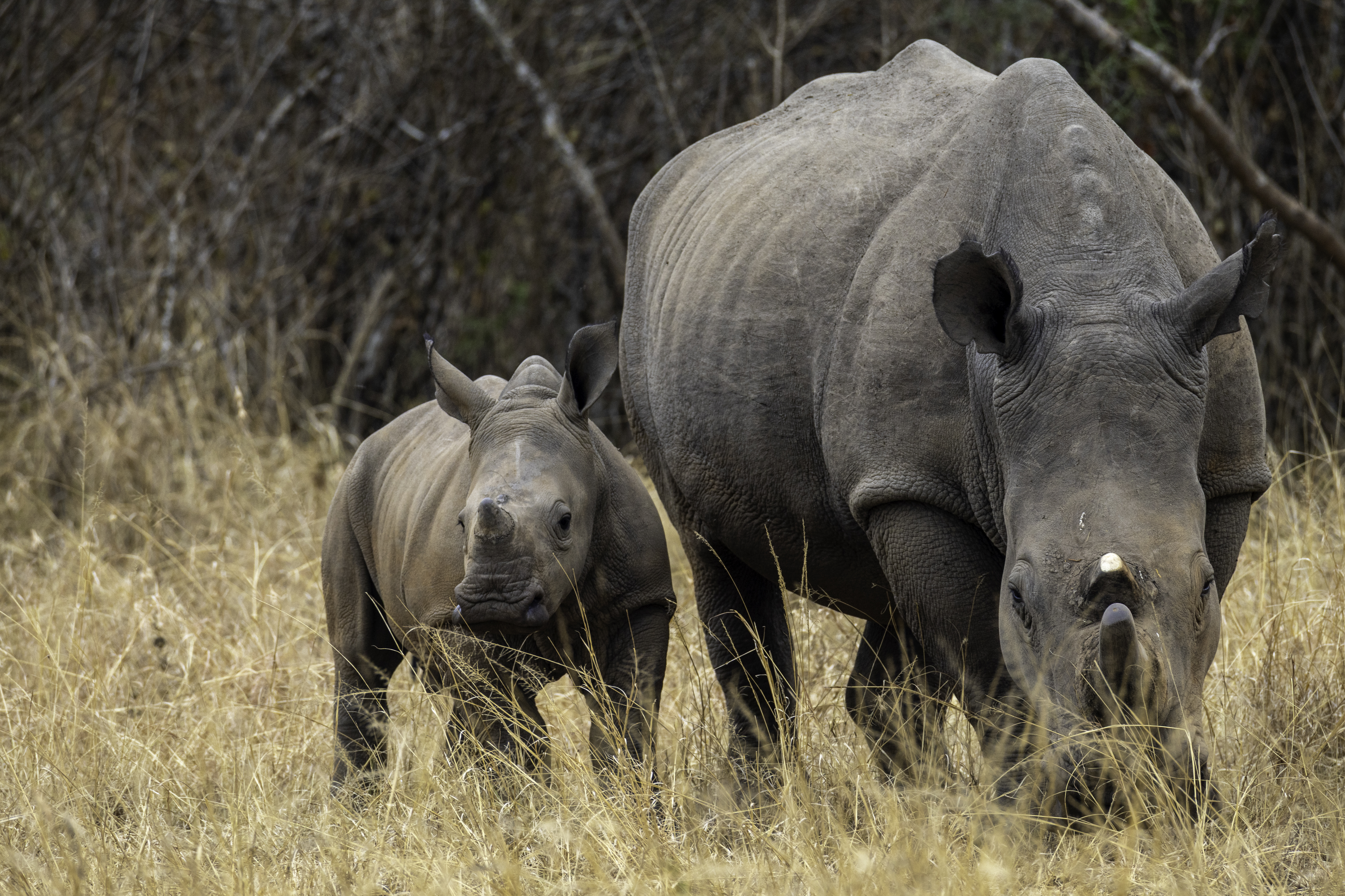 African Luxury Tours