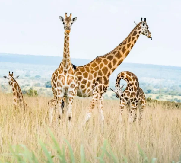 Group Tours & Holiday Trips in East Africa